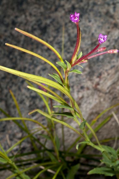 epilobium anagallidifolium 2 graphic